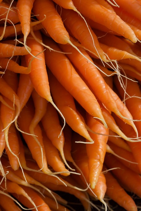 Carrots, Oregon