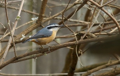 Nuthatch, Red-breasted Oregon
