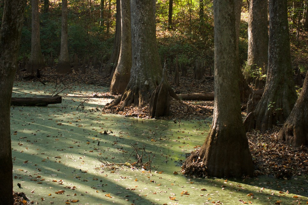 Natchez Trace, Mississippi