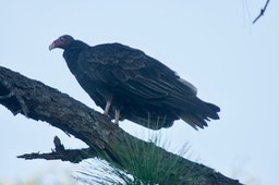Vulture, Tukey Cathartes aura