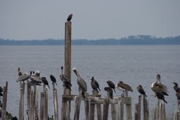 St. Marks NWR, Florida