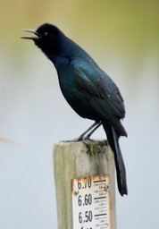 St. Marks NWR, Florida