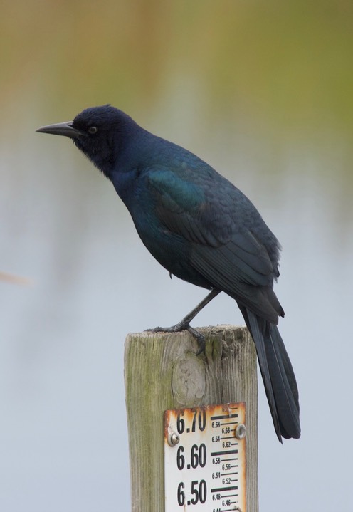 St. Marks NWR, Florida