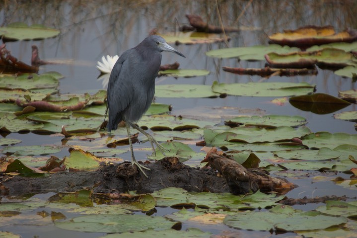 St. Marks NWR, Florida