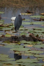 St. Marks NWR, Florida