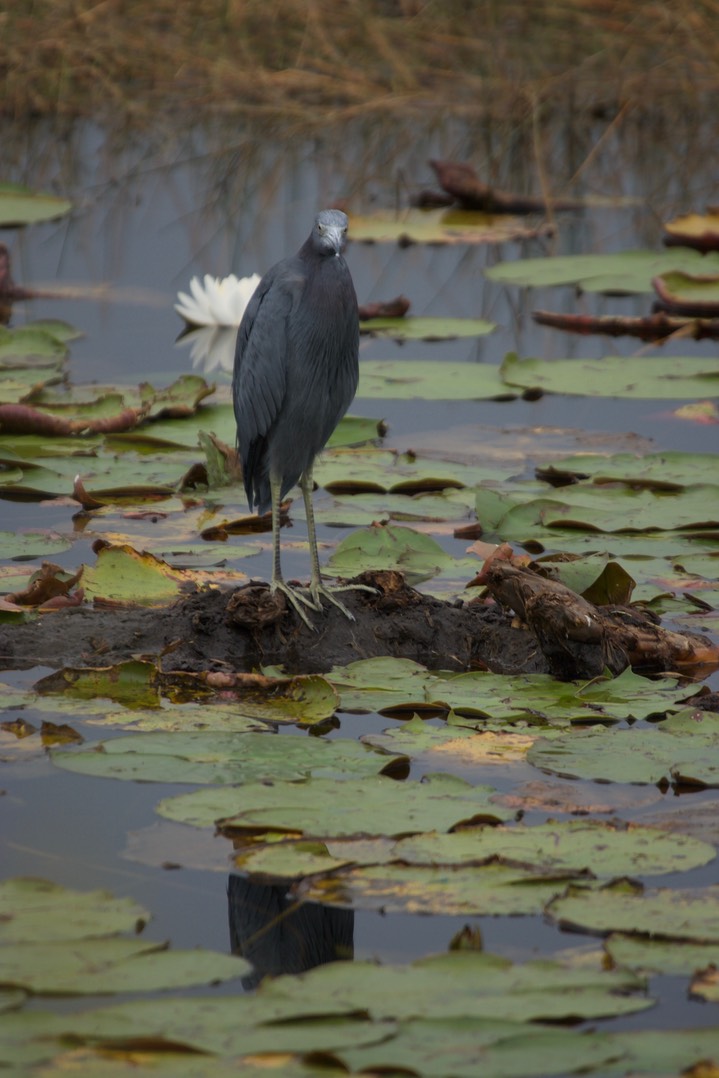 St. Marks NWR, Florida