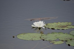 St. Marks NWR, Florida