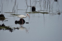 St. Marks NWR, Florida