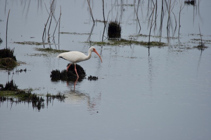 St. Marks NWR, Florida