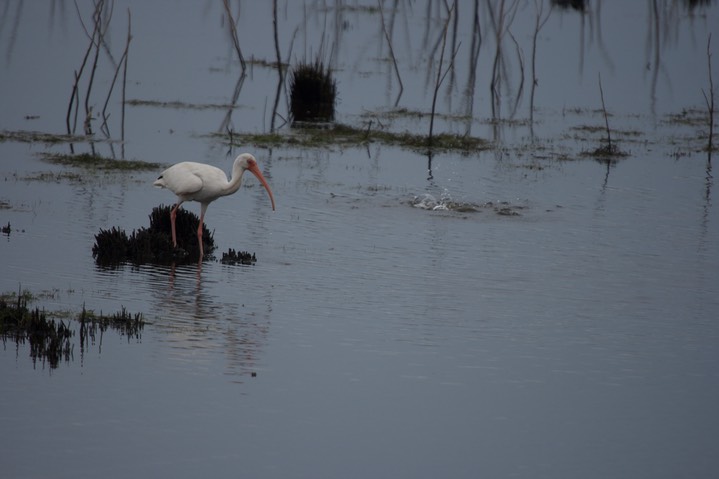 St. Marks NWR, Florida