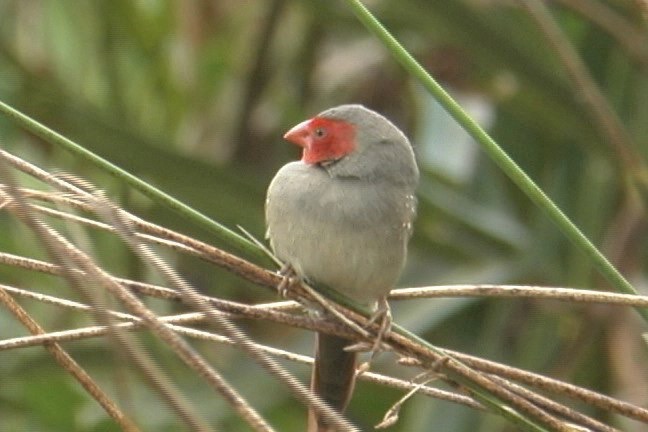 Finch, Crimson 1