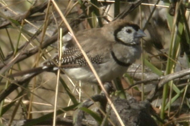 Finch, double-barred 2