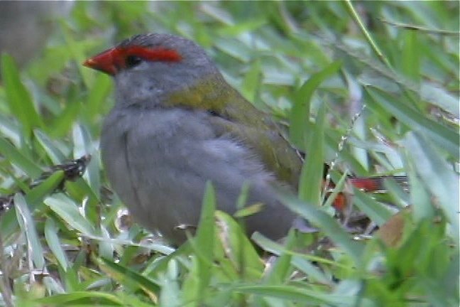 Finch, Red-browed 1