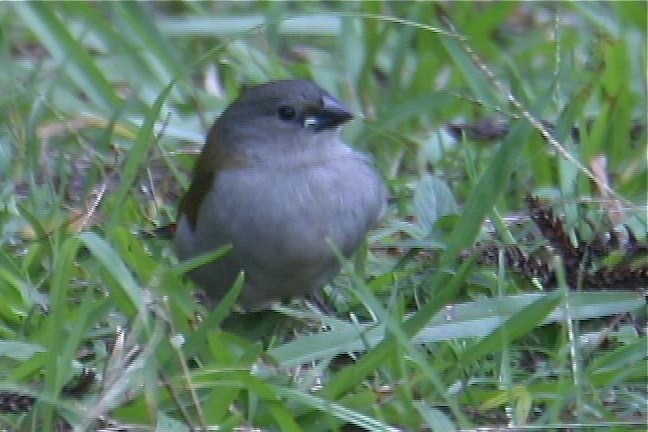 Finch, Red-browed 2