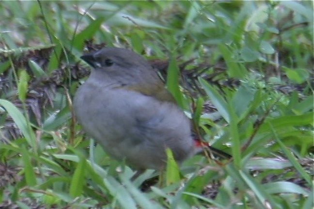 Finch, Red-browed 3