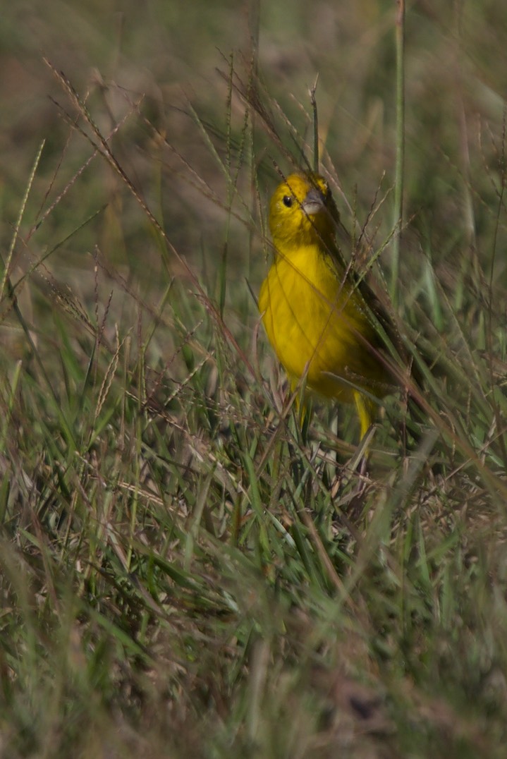 Finch, Saffron a