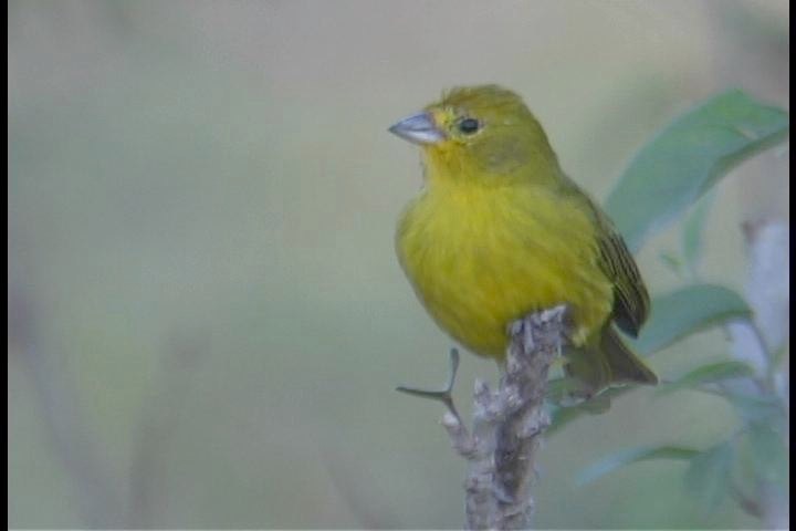 Finch, Saffron b