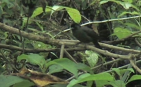 Finch, Yellow-thighed 1