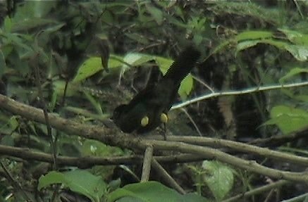 Finch, Yellow-thighed 2