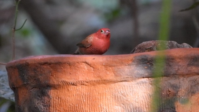 Firefinch, Red-billed 1