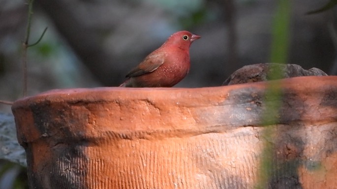 Firefinch, Red-billed 2