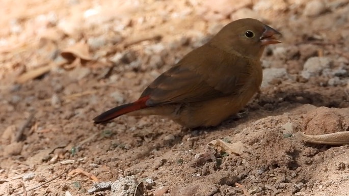 Firefinch, Red-billed 3