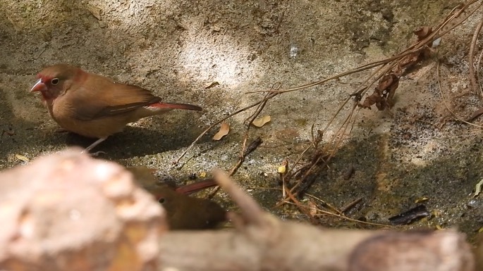 Firefinch, Red-billed 5