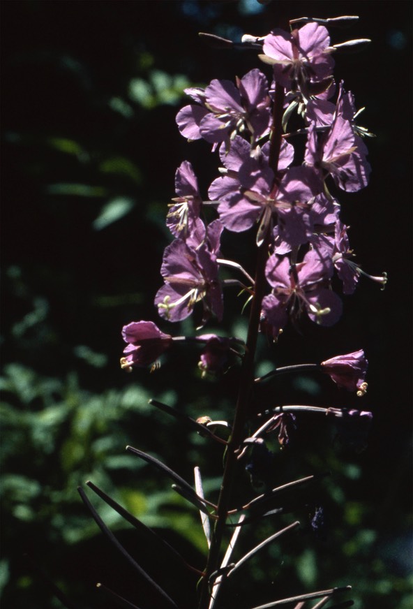 fireweed816