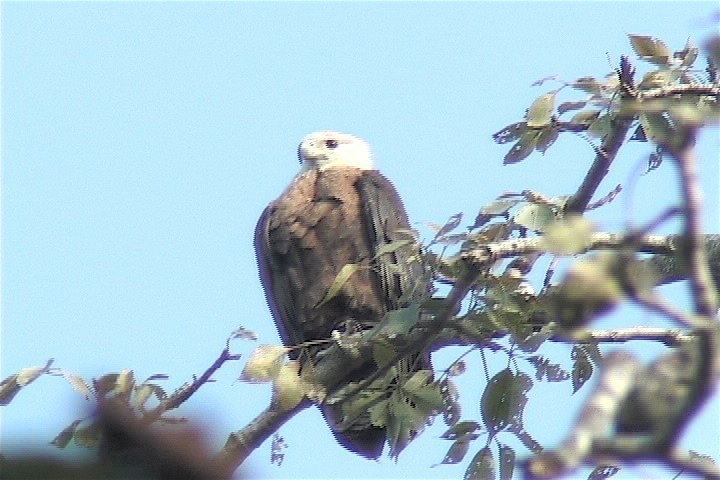 Fish-Eagle, Pallas's 1