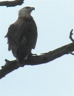 Fish-Eagle, Pallas's 2