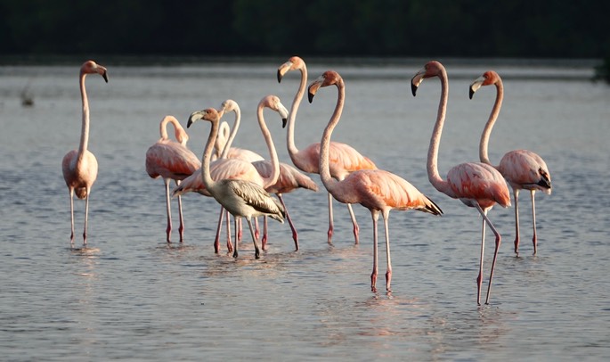 Flamingo, American - Phoenicopterus ruber - Caroni Swamp, Trinidad3