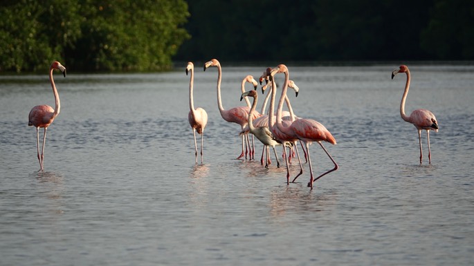 Flamingo, American - Phoenicopterus ruber - Caroni Swamp, Trinidad4