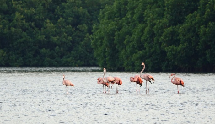 Flamingo, American - Phoenicopterus ruber - Caroni Swamp, Trinidad7