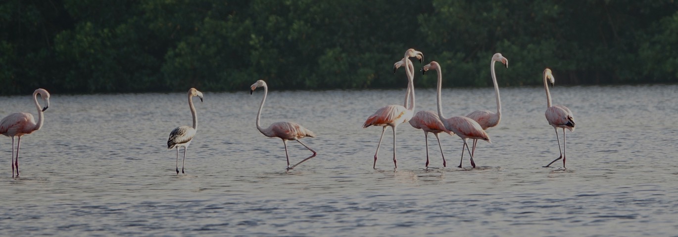 Flamingo, American - Phoenicopterus ruber - Caroni Swamp, Trinidad1