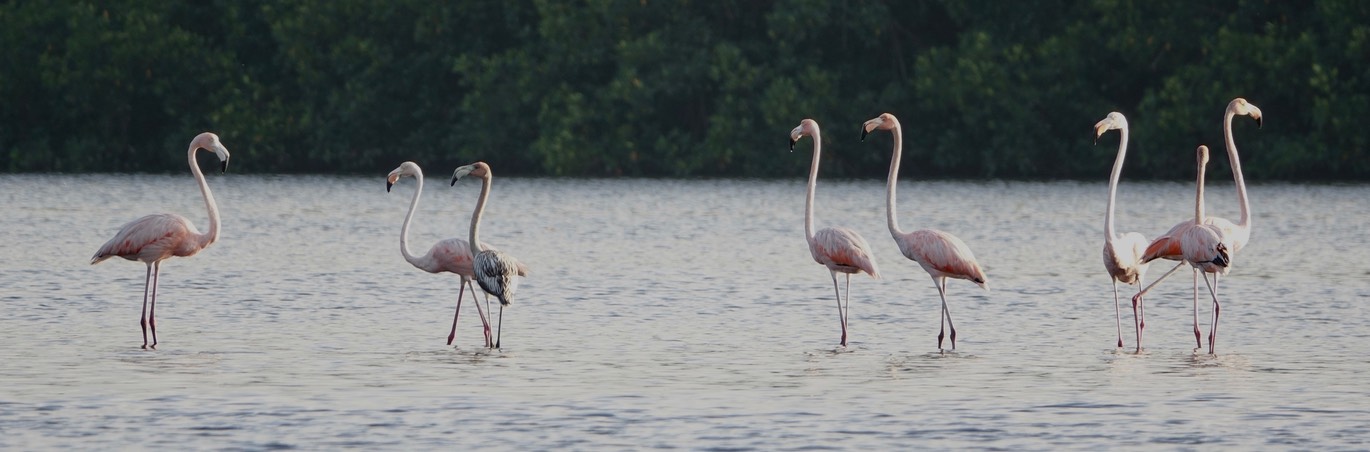 Flamingo, American - Phoenicopterus ruber - Caroni Swamp, Trinidad2