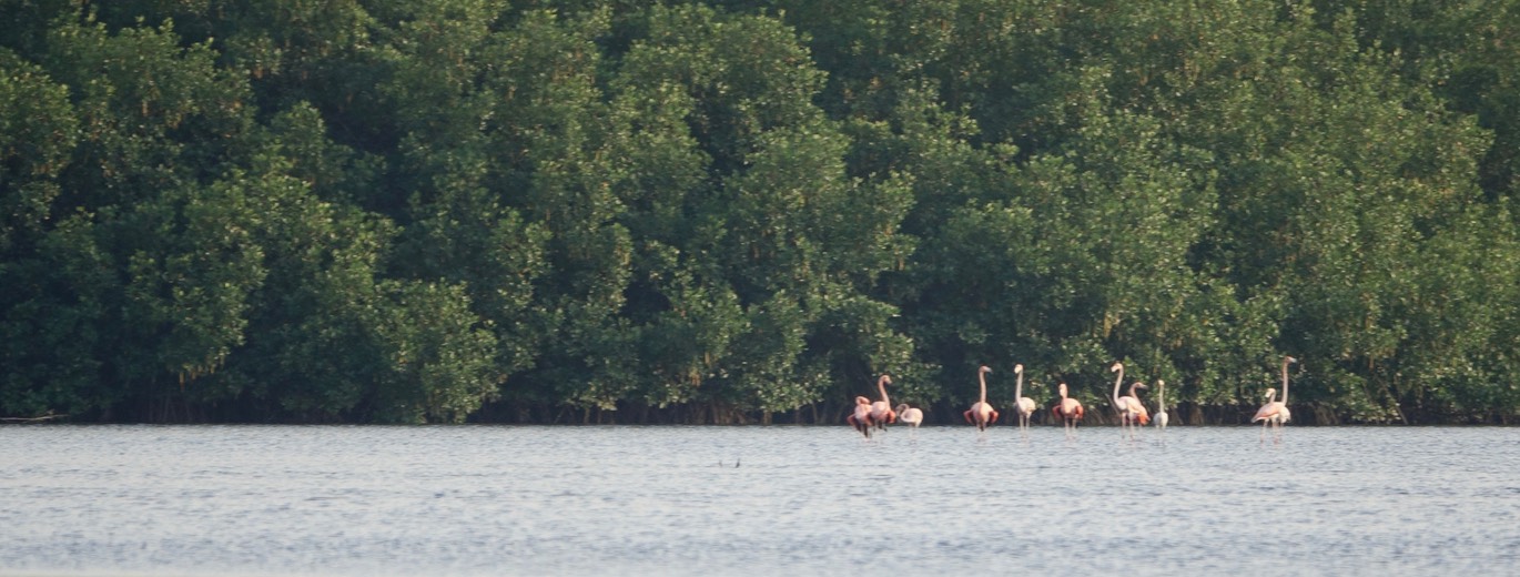 Flamingo, American - Phoenicopterus ruber - Caroni Swamp, Trinidad6