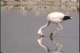 Flamingo, Andean