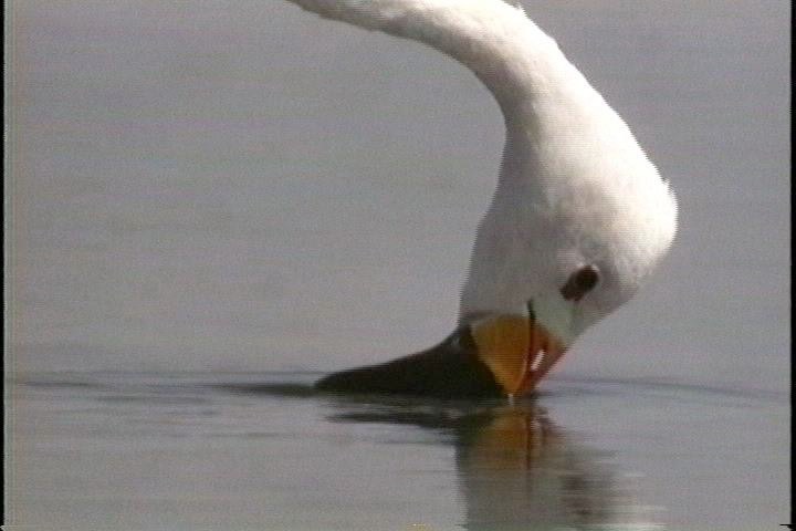 Flamingo, Andean1