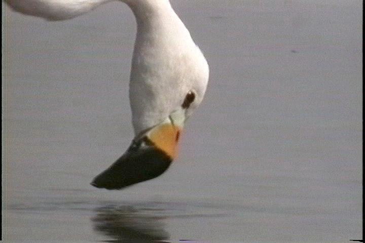 Flamingo, Andean2