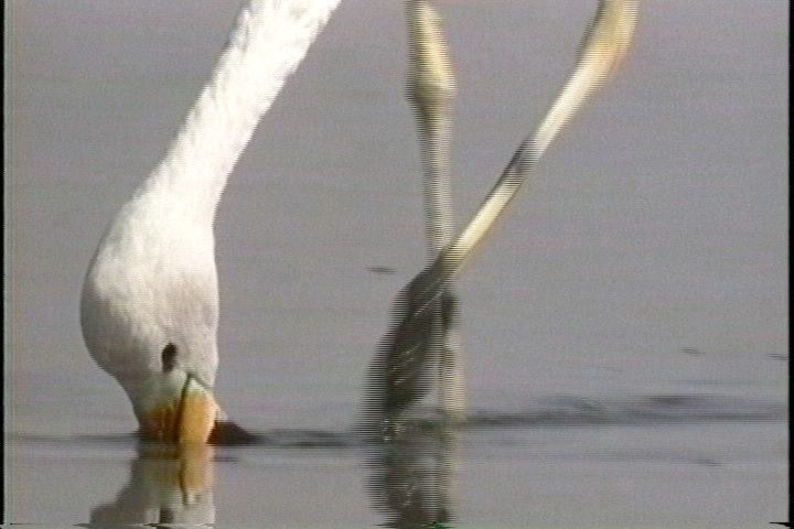 Flamingo, Andean3