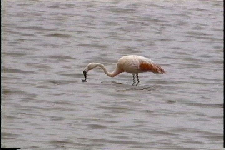 Flamingo, Chilean