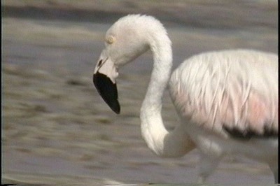 Flamingo, Chilean101