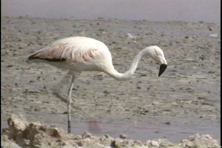 Flamingo, Chilean102