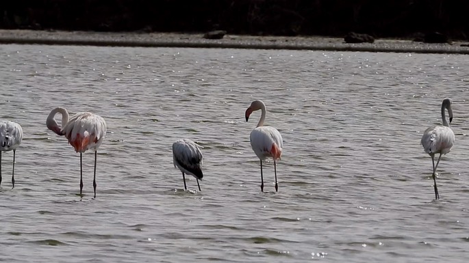 Flamingo, Greater 1