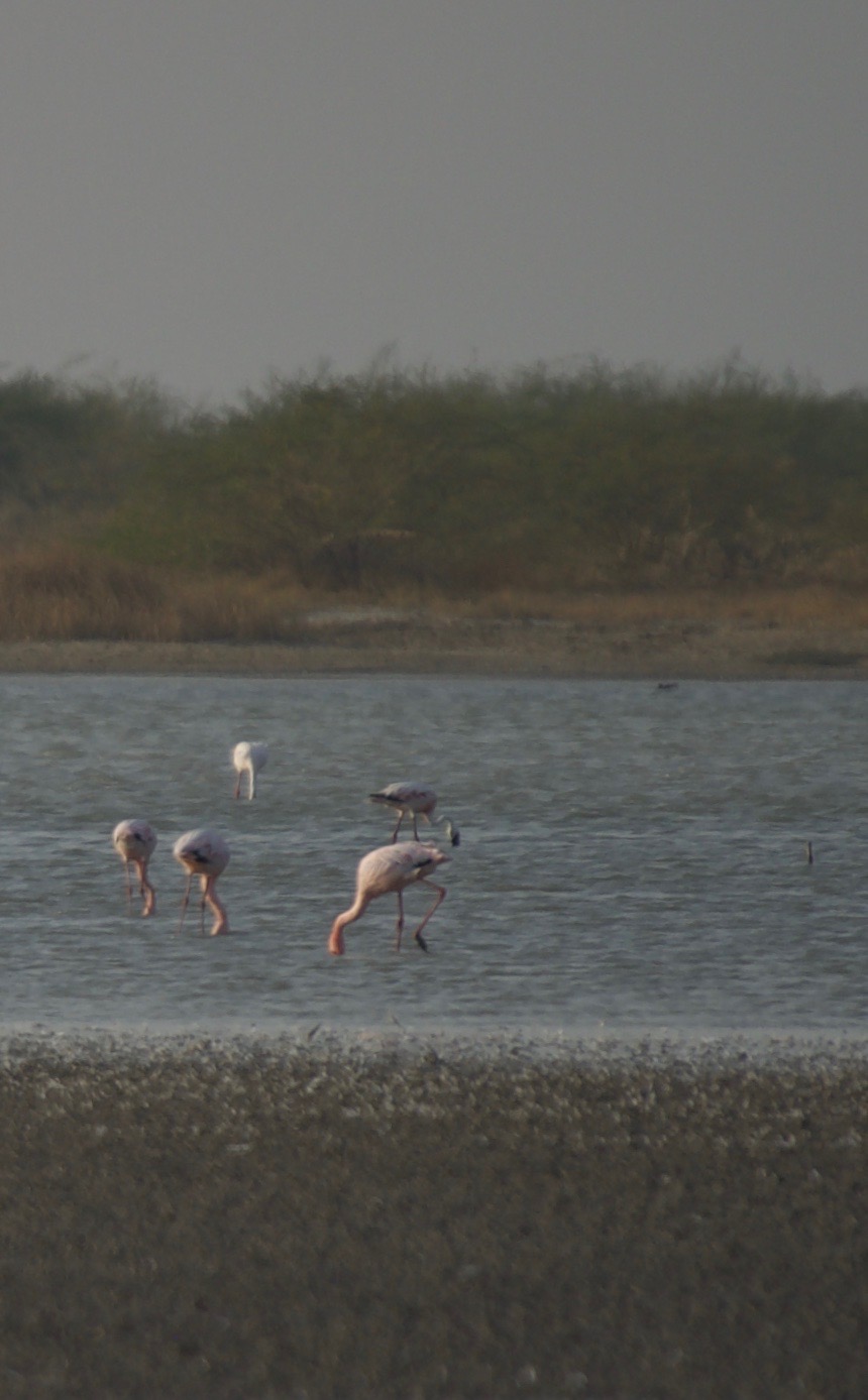 Flamingo, Greater. Phoenicopterus roseus1