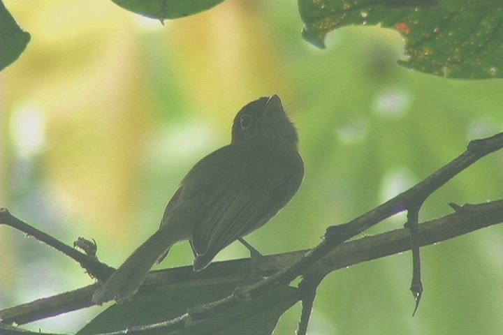 Flatbill, Eye-ringed 2