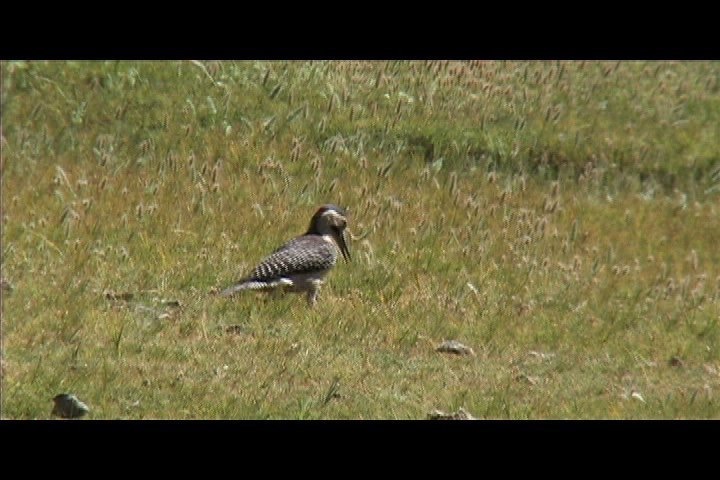 Flicker, Andean 1