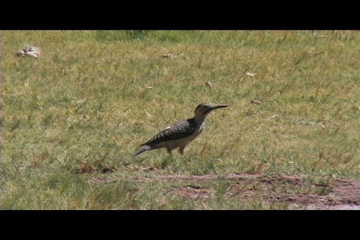 Flicker, Andean 3