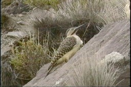 Flicker, Andean4