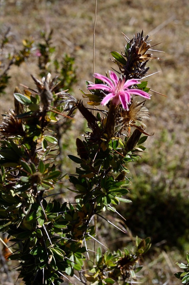 Flora